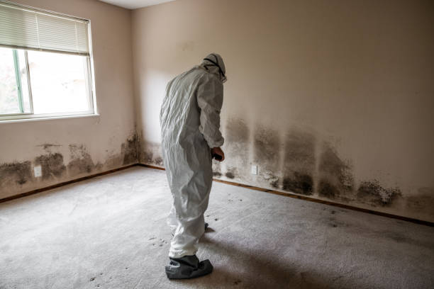 Professional Mold Removal in Shelby, OH