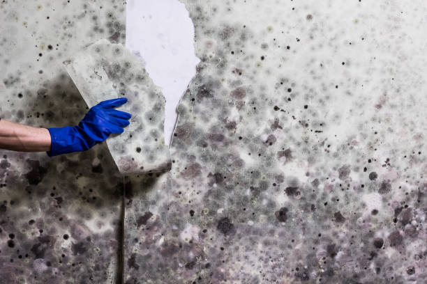 Home Mold Removal in Shelby, OH